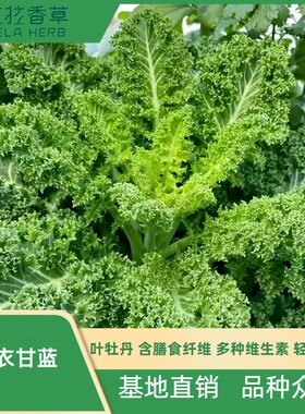 羽衣甘蓝可食用蔬菜饮品沙拉常用