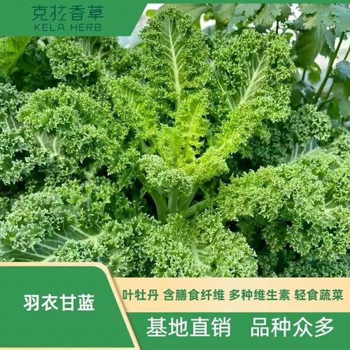 羽衣甘蓝可食用蔬菜饮品沙拉常用