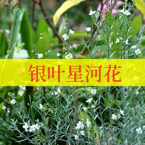 柳叶星河花庭院好养观赏绿植切花