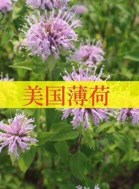 美国薄荷阳台花园食用芳香观赏
