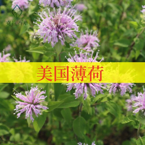 美国薄荷阳台花园食用芳香观赏