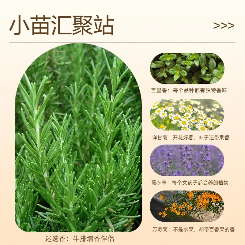 迷迭香百里香薰衣草鼠尾草洋甘菊小苗好养开花食用四季好养