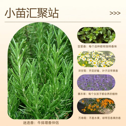 迷迭香百里香薰衣草鼠尾草洋甘菊