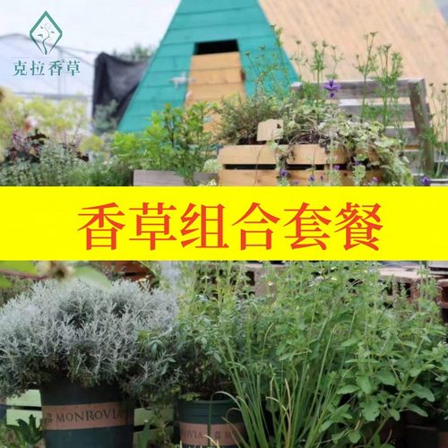 多品种组合阳台香草盆栽