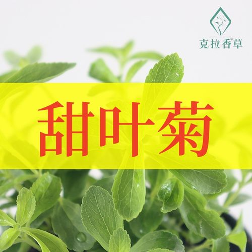 克拉香草甜叶菊天然甜味植物代糖