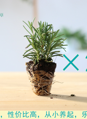 香草小苗集合1 组合薄荷百里香迷迭香薰衣草鼠尾草洋甘菊食用香料