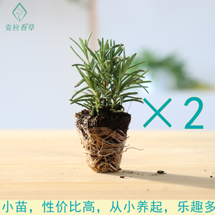 香草小苗集合1 组合薄荷百里香迷迭香薰衣草鼠尾草洋甘菊食用香料