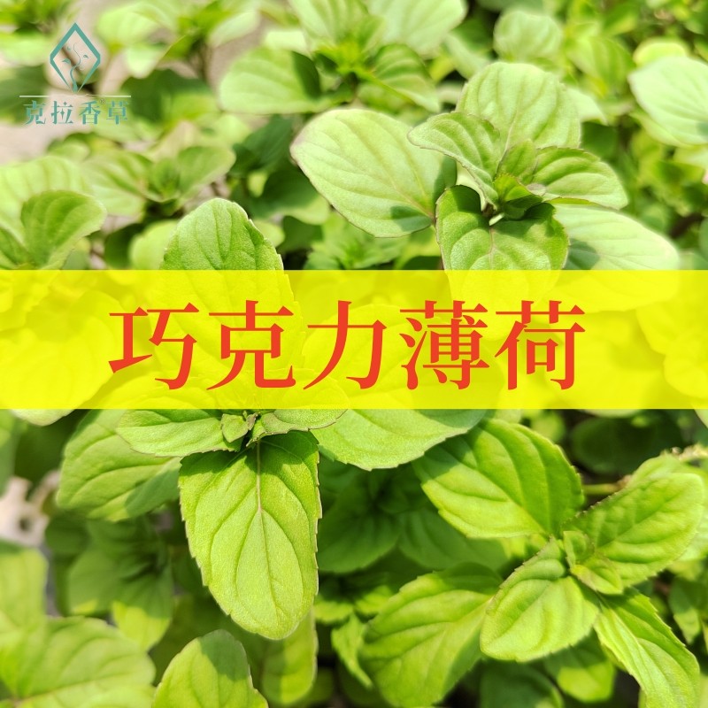 巧克力薄荷可食用多年生香草植物盆栽克拉香草好养泡水沙拉做咖啡