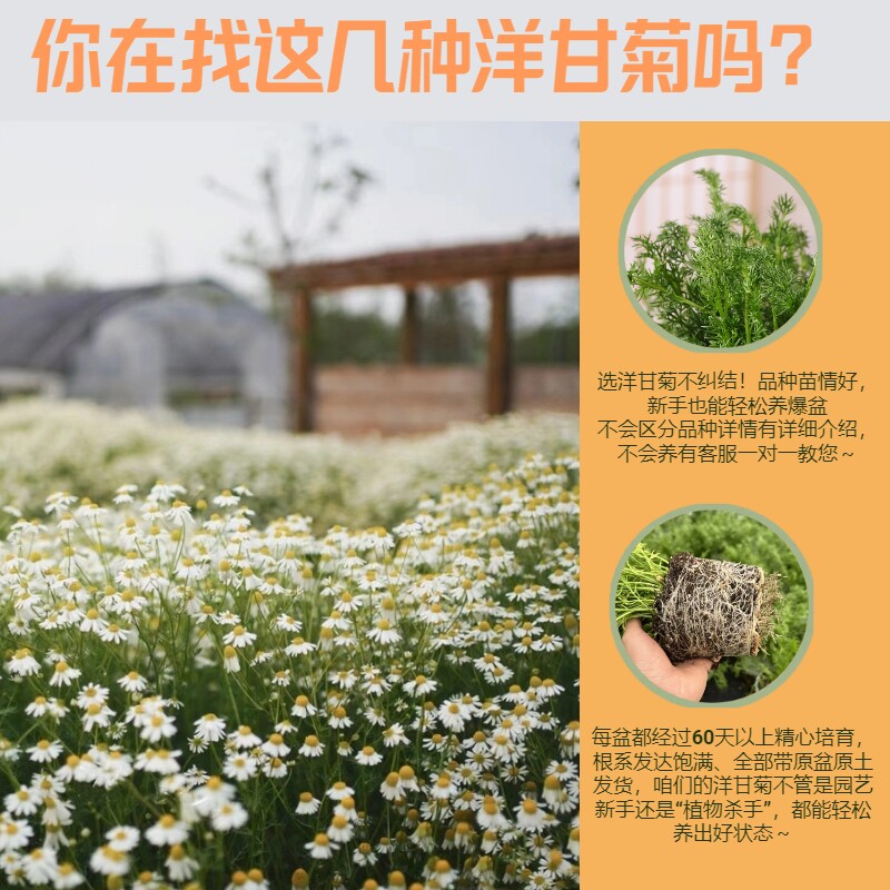 洋甘菊盆栽德国罗马可可苹果香食用盆栽芳香洋甘菊可泡茶夏季爆花