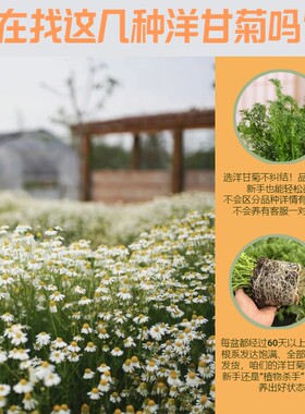 洋甘菊盆栽德国罗马可可苹果香
