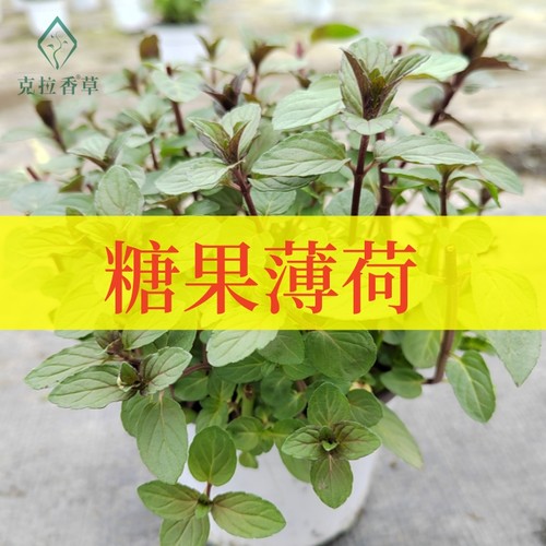 糖果薄荷清凉食用观赏