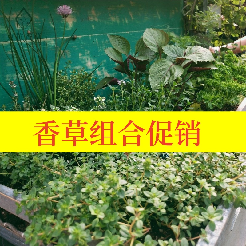 香草食用观赏盆栽驱蚊薄荷迷迭香