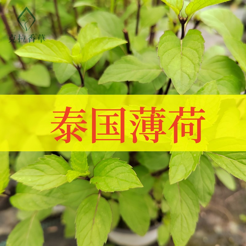 泰国薄荷可食用多年生香草植物盆栽克拉香草清凉提神香味浓郁泡水