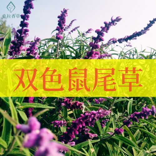 双色鼠尾草开花好看阳台庭院美观