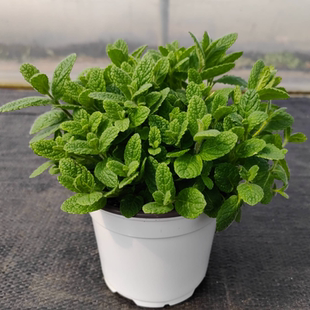 克拉香草32种薄荷留兰香苹果糖果草莓柠檬薄荷泡茶食用耐寒盆栽