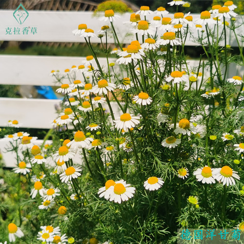 洋甘菊盆栽克拉香花园阳台春开花