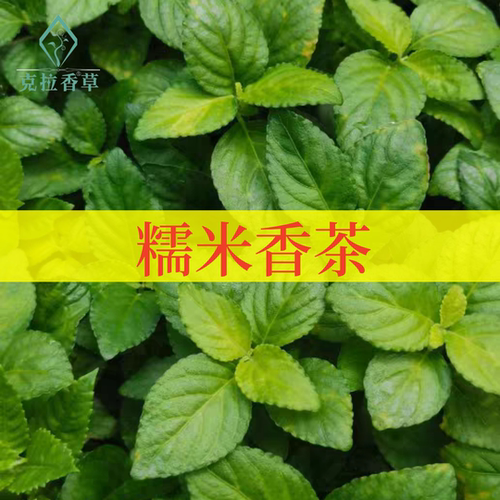 糯米香茶可食用多年生香草植物盆栽克拉香草糯米芳香泡水煮茶