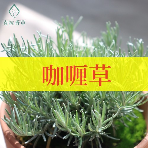 咖喱草食用观赏阳台好闻好看