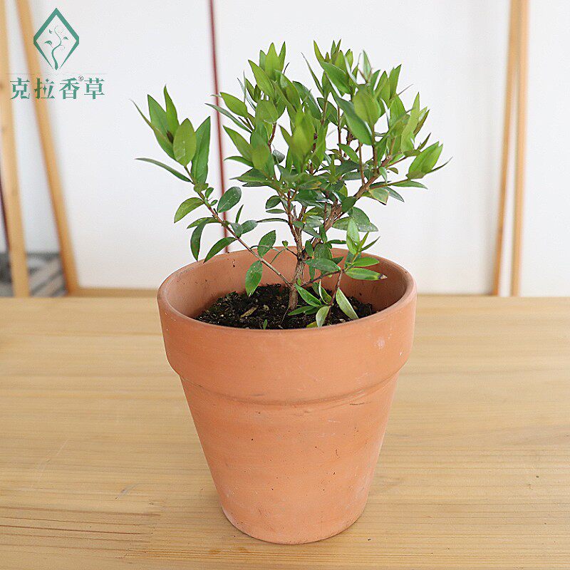 花叶香桃木盆栽爱神木祝福木耐热芳香多年生花园阳台好养克拉香草