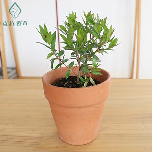 花叶香桃木盆栽爱神木祝福木耐热芳香多年生花园阳台好养克拉香草