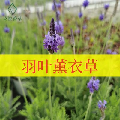 羽叶薰衣草阳台观赏切花