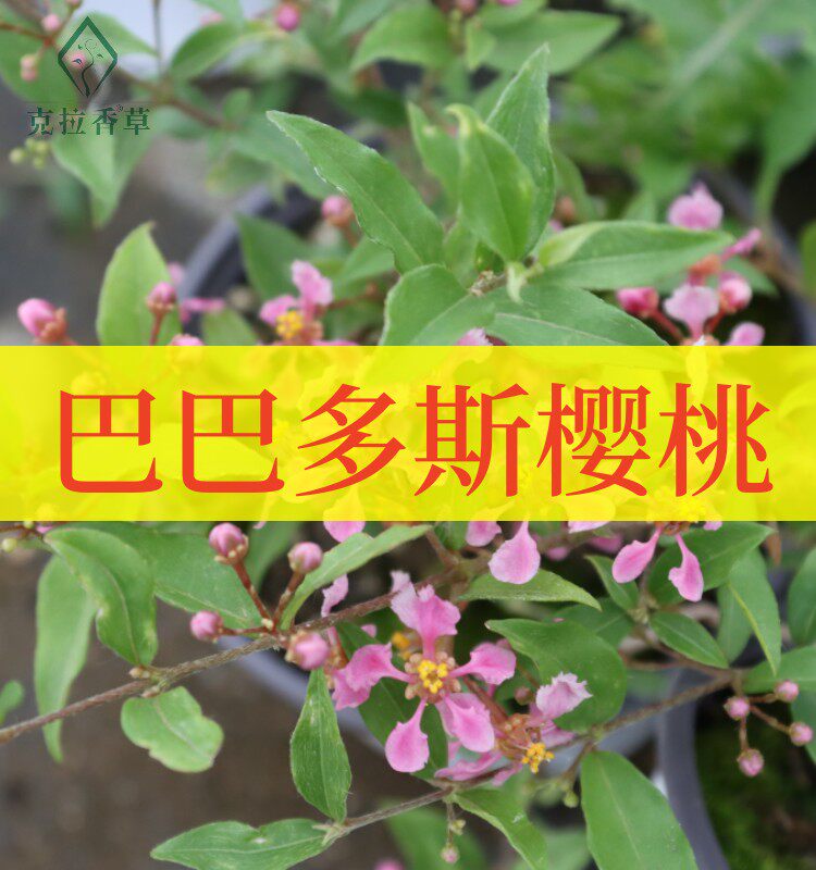 巴巴多斯樱桃可食用多年生香草植物盆栽克拉香草巴贝多开花好看
