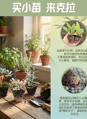 新品甜叶菊柠檬草茴香艾草