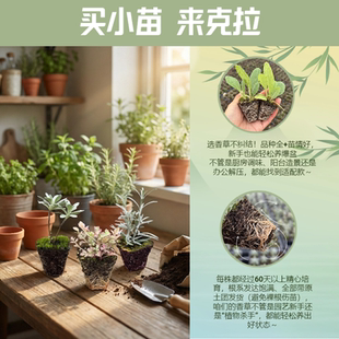 新品甜叶菊柠檬草茴香艾草室内好养厨房香料泡水增香花园装饰造景