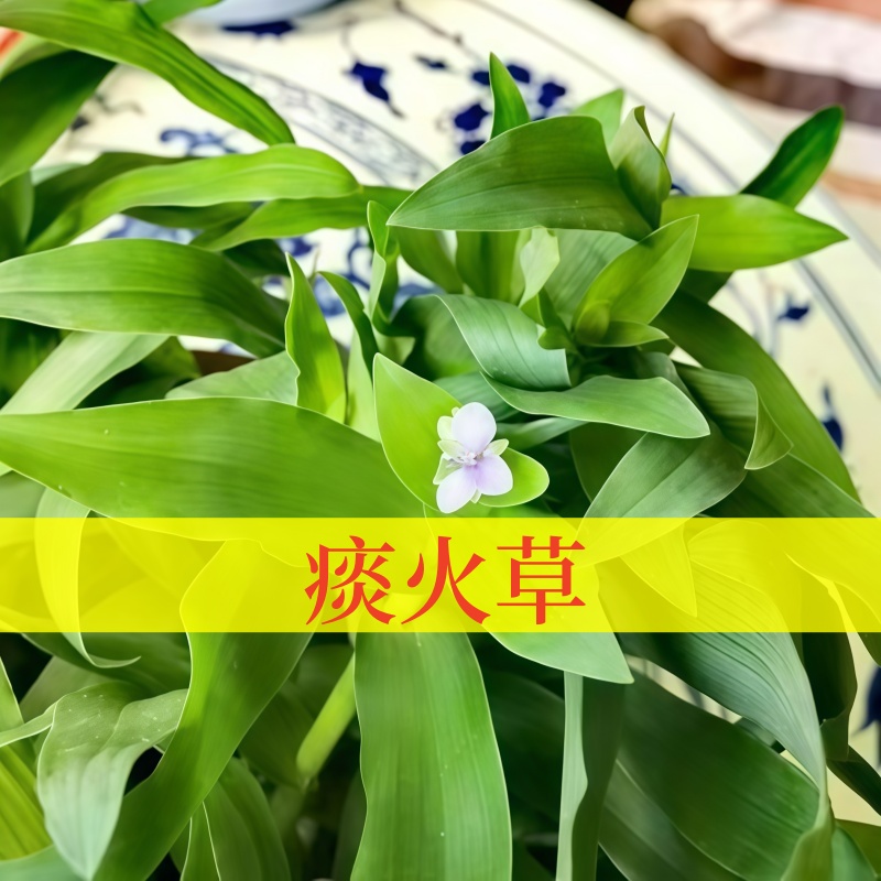 痰火草药用一年生中草药材苗盆栽花卉耐寒好养克拉香草推荐