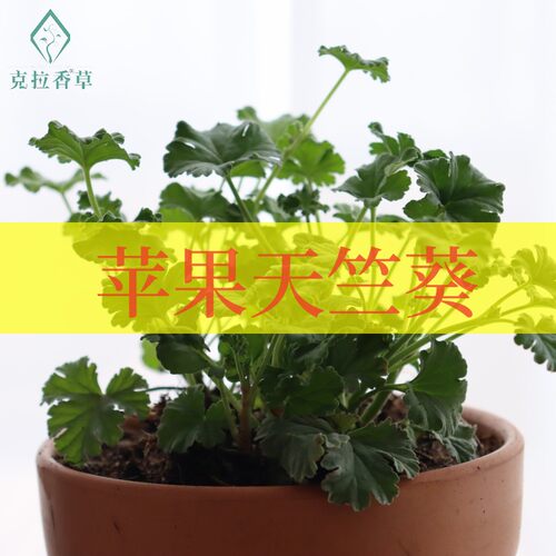 苹果天竺葵阳台可食用好看好闻