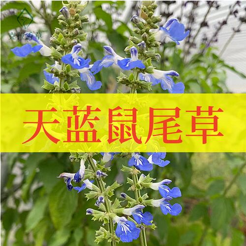 天蓝鼠尾草阳台花园切花观赏芳香
