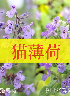 猫薄荷猫咪可食用多年生香草植物盆栽克拉香草宠物猫花镜紫色花海