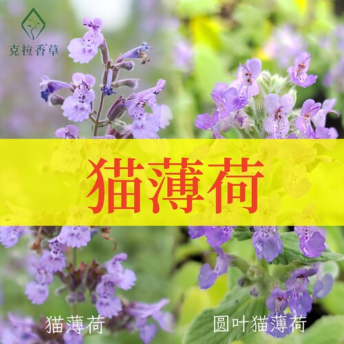 猫薄荷食用香草玩具紫色花园植物