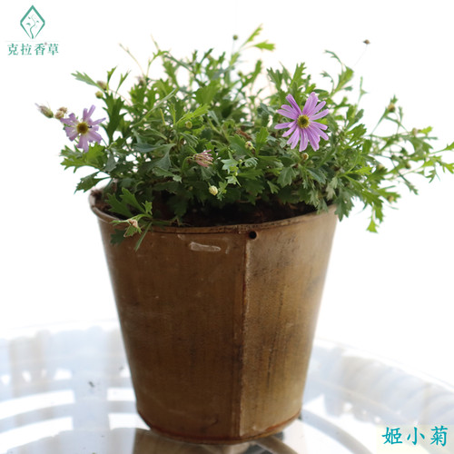 香草盆栽筋骨草观赏阳台庭院驱蚊