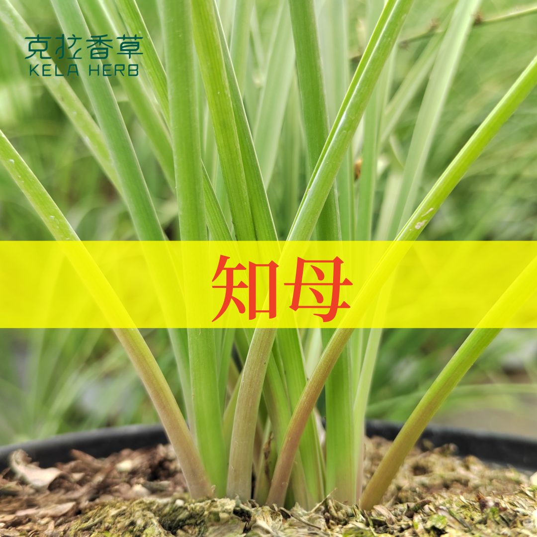 知母 可食用多年生 中草药材苗花卉植物耐寒好养克拉香草推荐