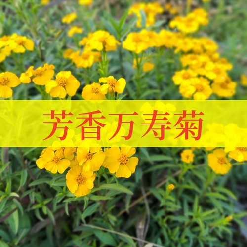 万寿菊可食用阳台盆栽