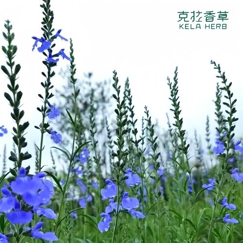 蔚蓝鼠尾草清新一串蓝切花观赏