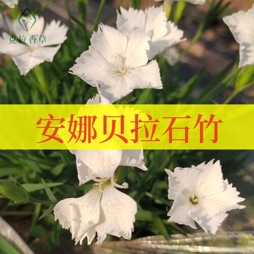 克拉香草安娜贝拉石竹阳台观赏