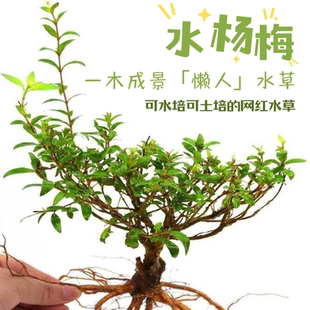 水杨梅植物老桩矮绿植水培原生缸室内室外飘枝鱼缸微造景溪流过滤