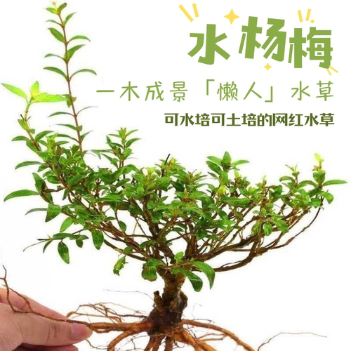 水杨梅植物老桩矮绿植水培原生缸室内室外飘枝鱼缸微造景溪流过滤