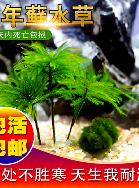 万年藓水草活体植物鱼缸水草活体易活好养耐低温生态瓶水草造景