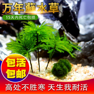 万年藓水草活体植物鱼缸水草活体易活好养耐低温生态瓶水草造景