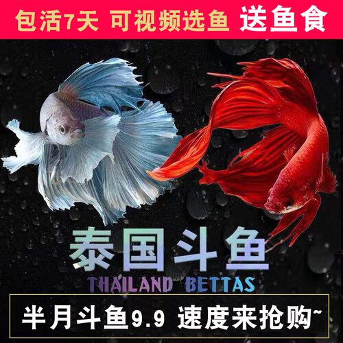 斗鱼马尾狮王半月热带鱼淡水鱼