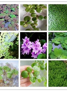 鱼缸造景肚兜浮萍水草圆心萍槐叶萍红毛丹水边水草活体造景装饰