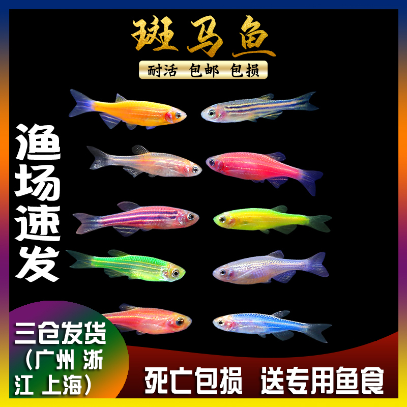 斑马鱼鱼热带鱼灯科鱼活体小型鱼