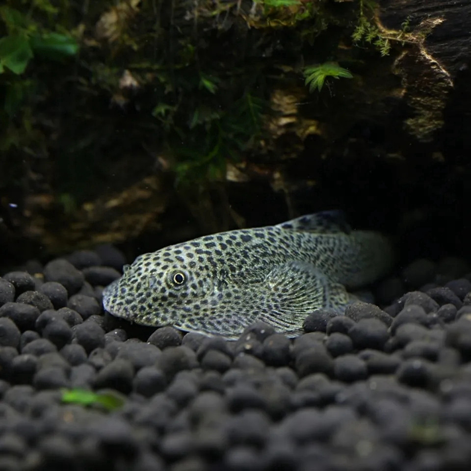 冷水清道夫琵琶鳅鱼缸清洁工具鱼除藻贵州爬岩鳅双吸盘吸鳅观赏鱼