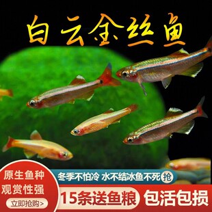 白云金丝鱼爆缸原生鱼不加温冷水观赏鱼低温好养易活金鱼小型灯科