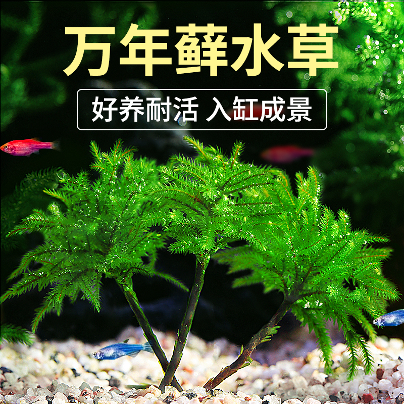 万年藓鹿角榕鱼缸水草植物造景阴性水草水陆缸植物前景水榕水-封面