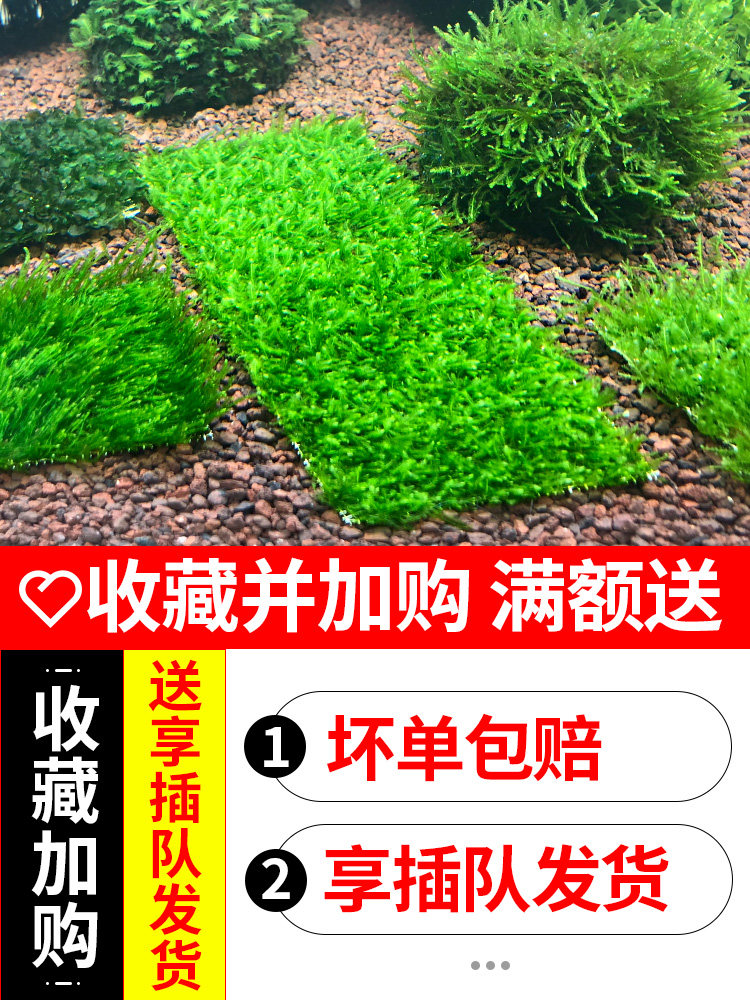 莫斯水草大三角垂泪火焰