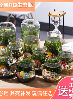 繁殖生态微景观换水diy斗鱼